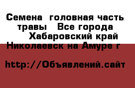 Семена (головная часть))) травы - Все города  »    . Хабаровский край,Николаевск-на-Амуре г.